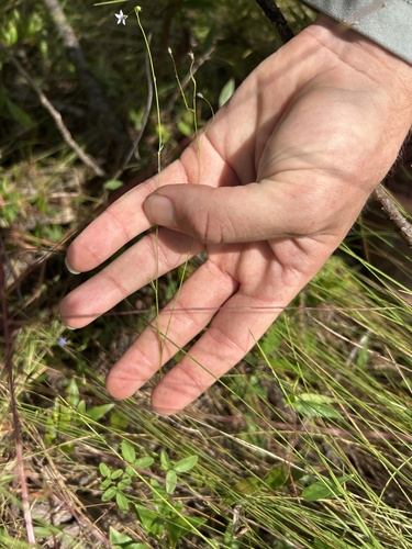 Wahlenbergia marginata, photograph 2