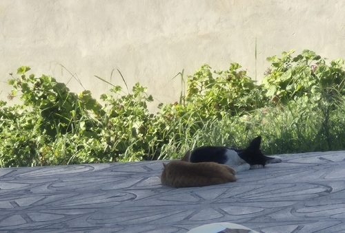 Domestic Cat