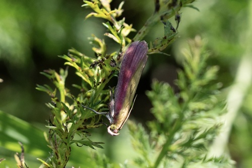 Rosy-striped Knot-horn