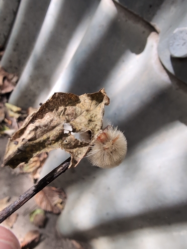 Sycamore Tussock Moth