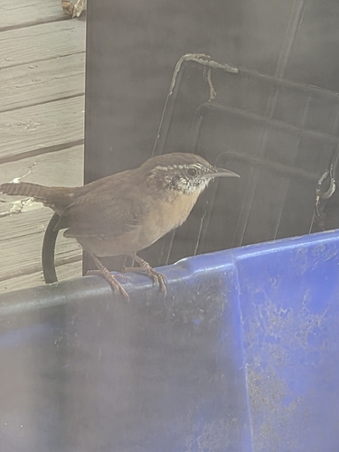 Carolina Wren