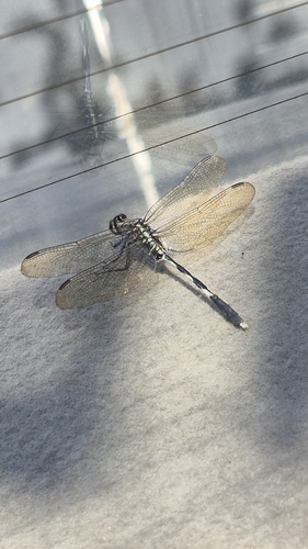 Slender Skimmer