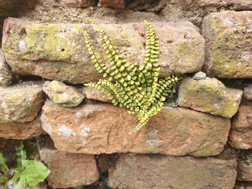 maidenhair spleenwort