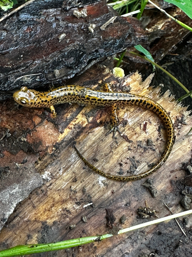 Long-tailed Salamander