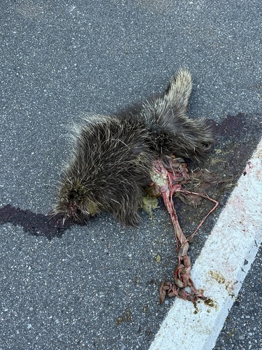 North American Porcupine