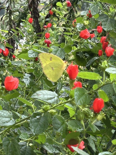 Cloudless Sulphur