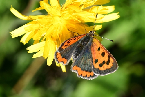 Small Copper
