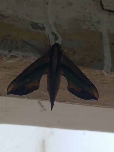 Green Pergesa Hawkmoth
