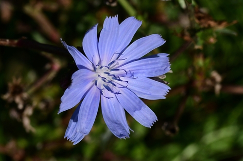 chicory