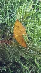 Camptogramma bilineata