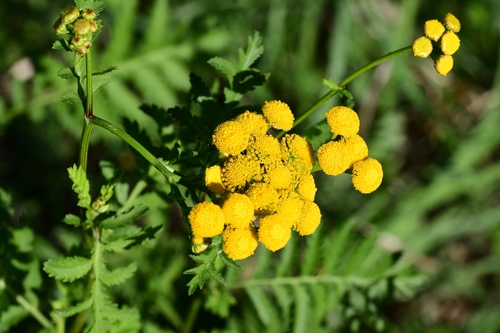 tansy