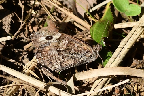 Grayling