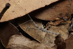 Australcmena