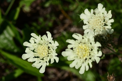Cream Scabious