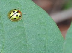 Chiridopsis bowringii