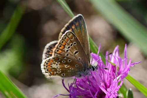 Common Blue