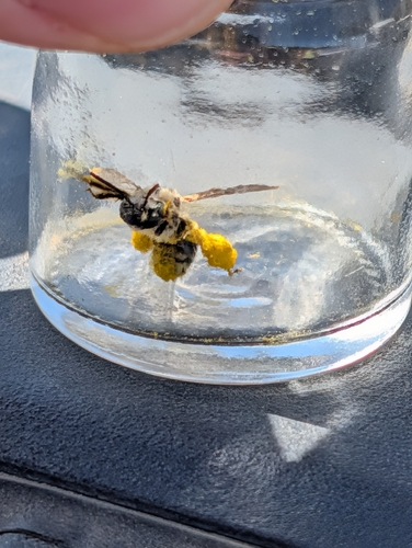 iNaturalist observation photo