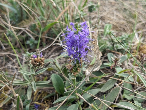 Spiked Speedwell