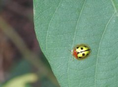 Chiridopsis bowringii