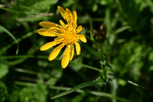 Eastern Goat's-beard