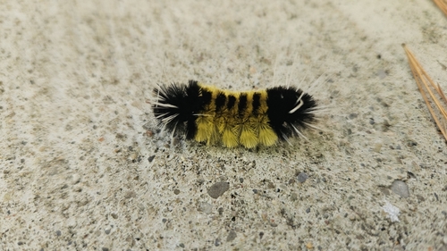 Spotted Tussock Moth