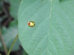 Chiridopsis bowringii