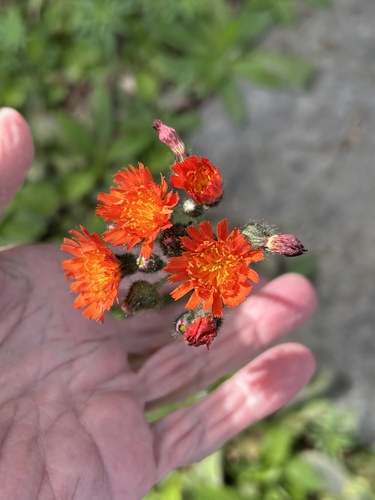 orange hawkweed