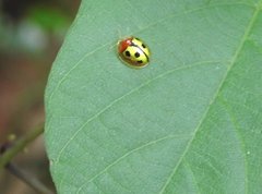 Chiridopsis bowringii