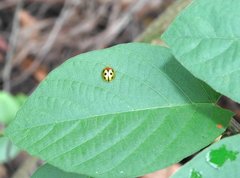 Chiridopsis bowringii