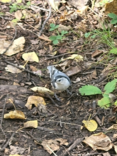 White-breasted Nuthatch