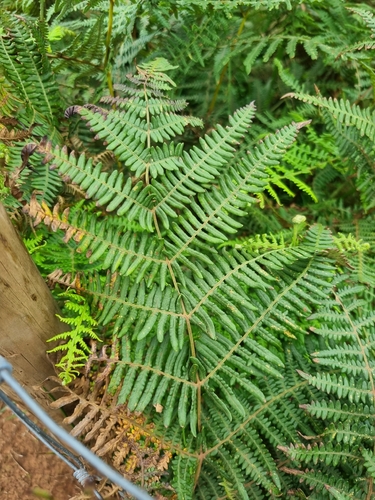 common bracken