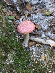 Boletellus ananas image