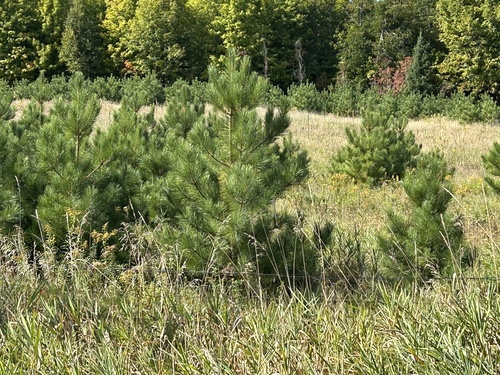 red pine