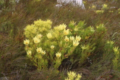 Leucadendron gandogeri, photograph (c) Tony Rebelo, some rights reserved (CC BY-SA)