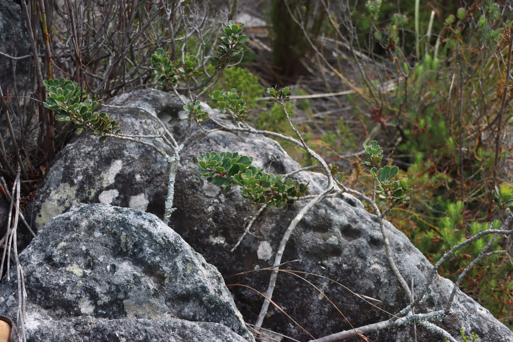 Searsia scytophylla; photograph (c) Tony Rebelo, some rights reserved (CC BY-SA)