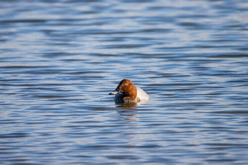 Common Pochard