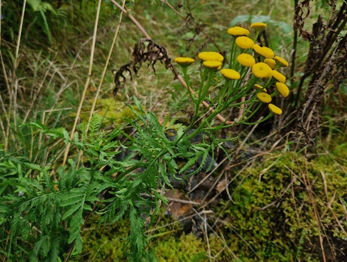 Common Tansy