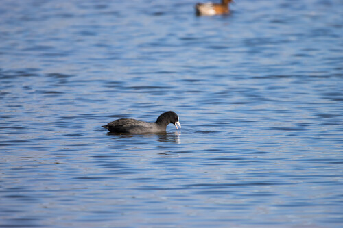 Eurasian Coot