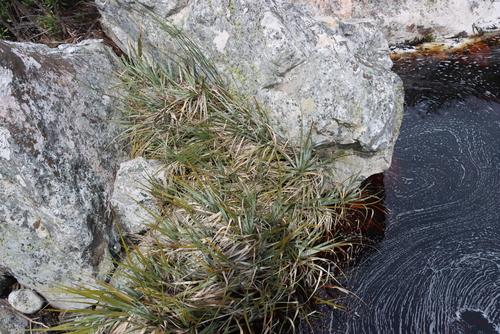Prionium serratum, photograph 1
