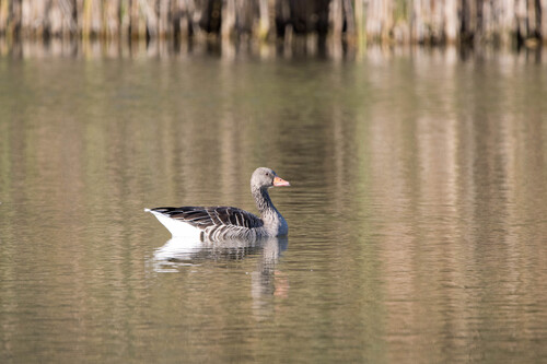 Greylag Goose