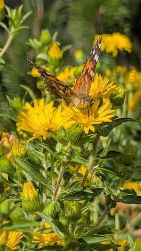 Painted Lady