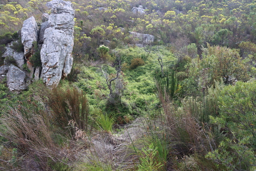 Gleichenia polypodioides, photograph 1