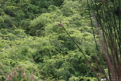 Gleichenia polypodioides