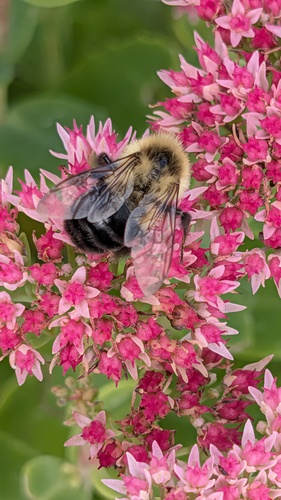 Common Eastern Bumble Bee