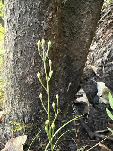 Twining Screwstem