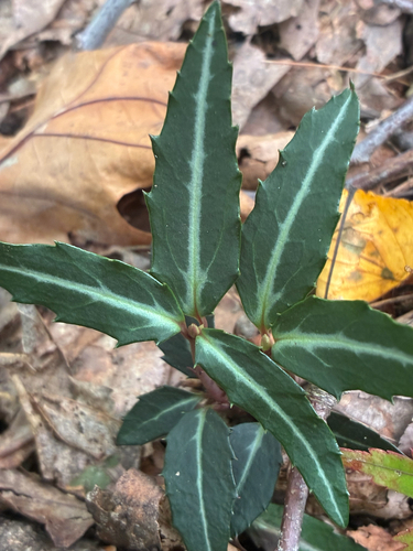 striped wintergreen