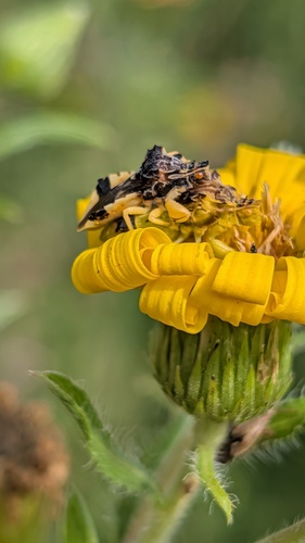 Jagged Ambush Bug