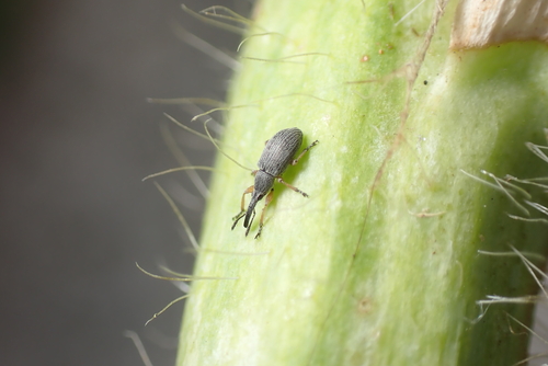 Hollyhock Weevil
