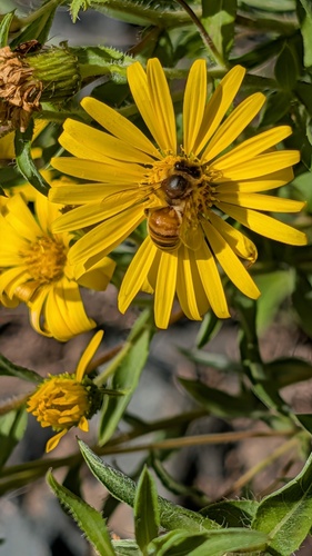 Western Honey Bee
