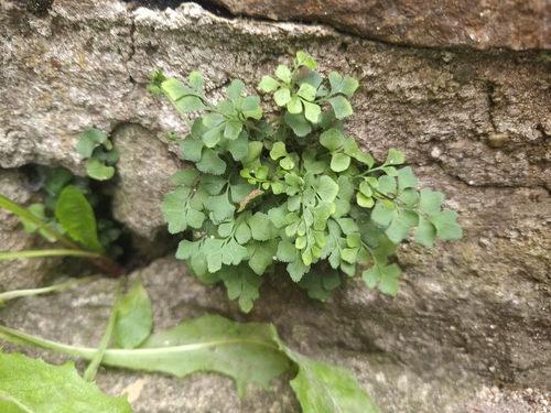 wall-rue
